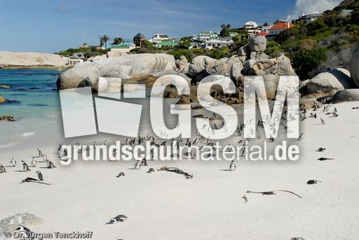 Brillenpinguin (140 von 148).jpg